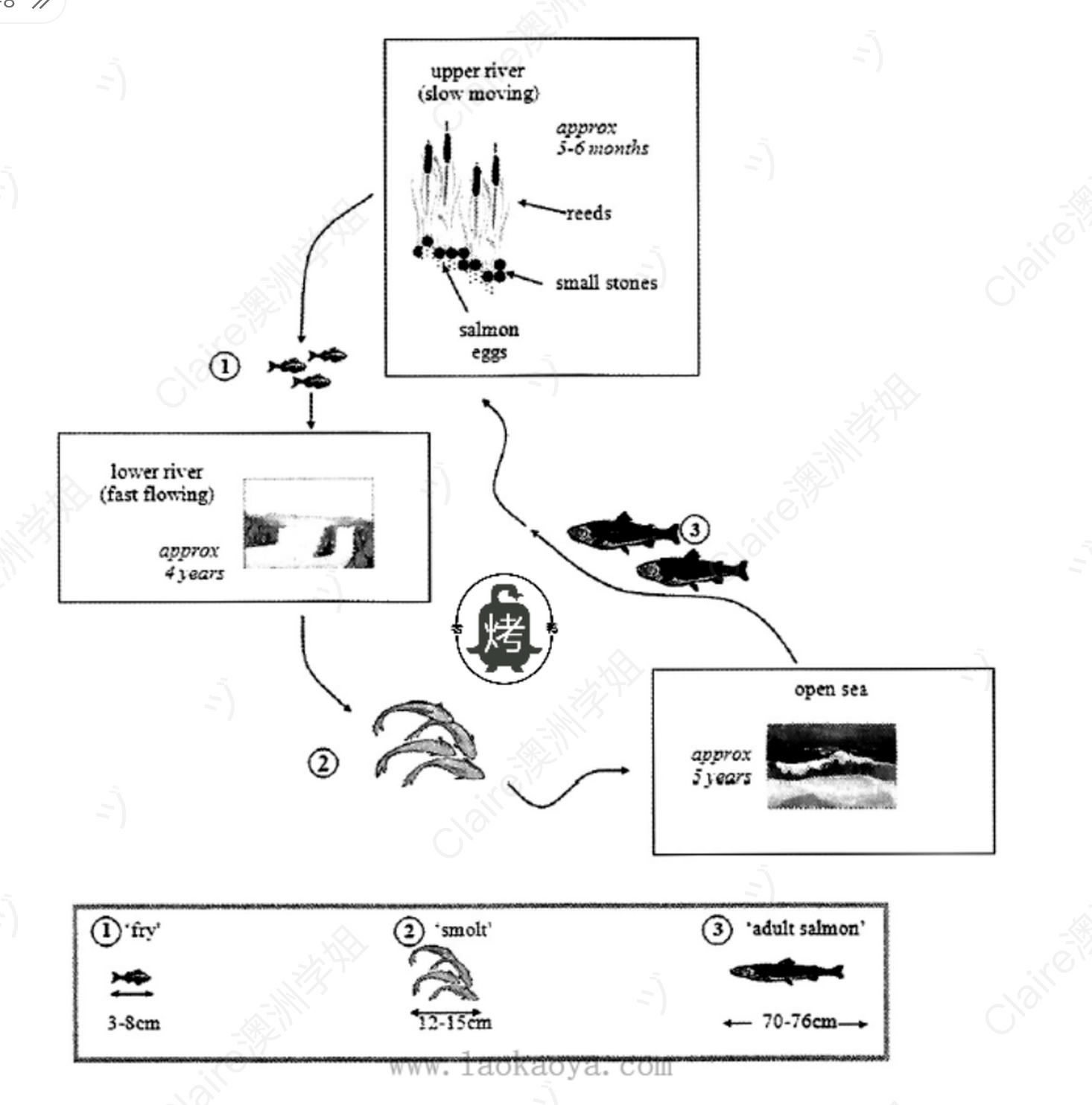 Life Cycle of Salmon Diagram